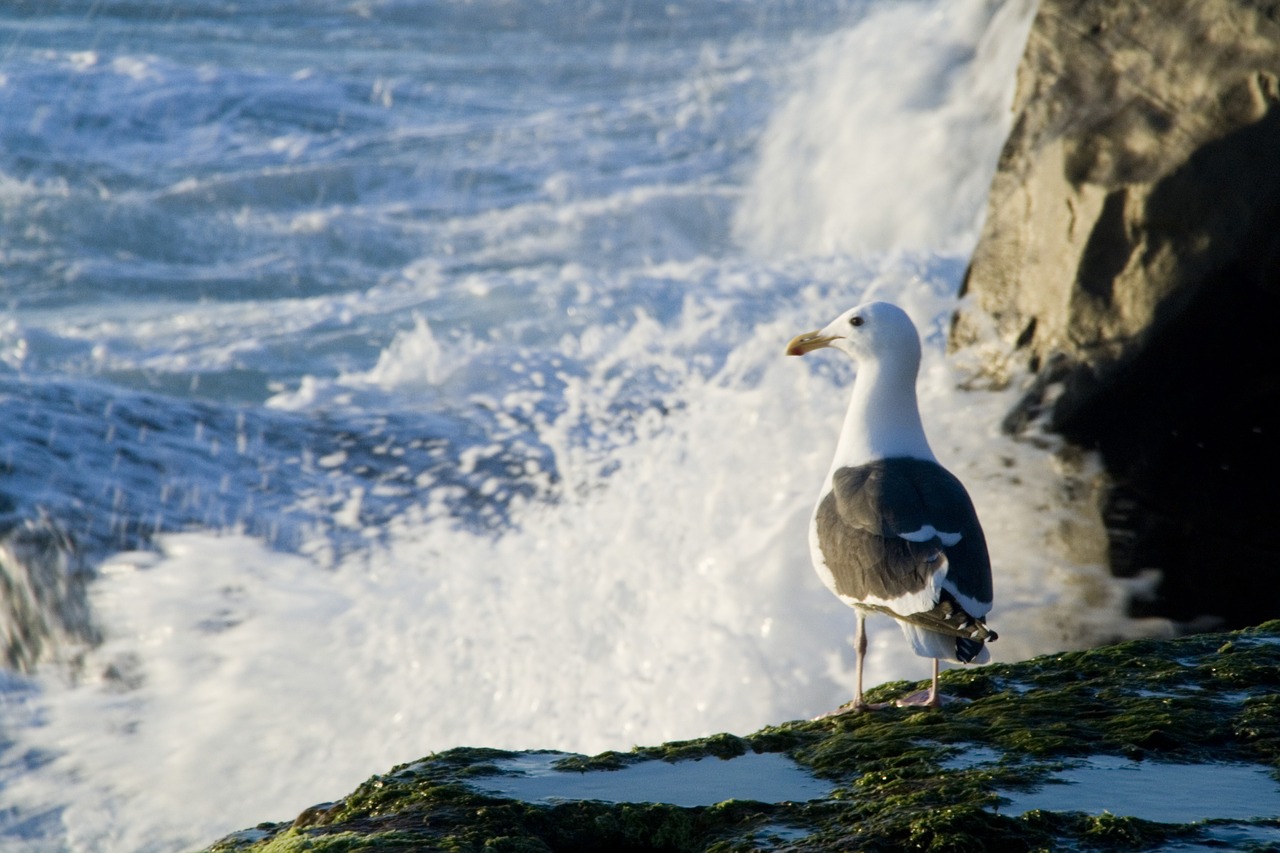 gull sea bird free photo