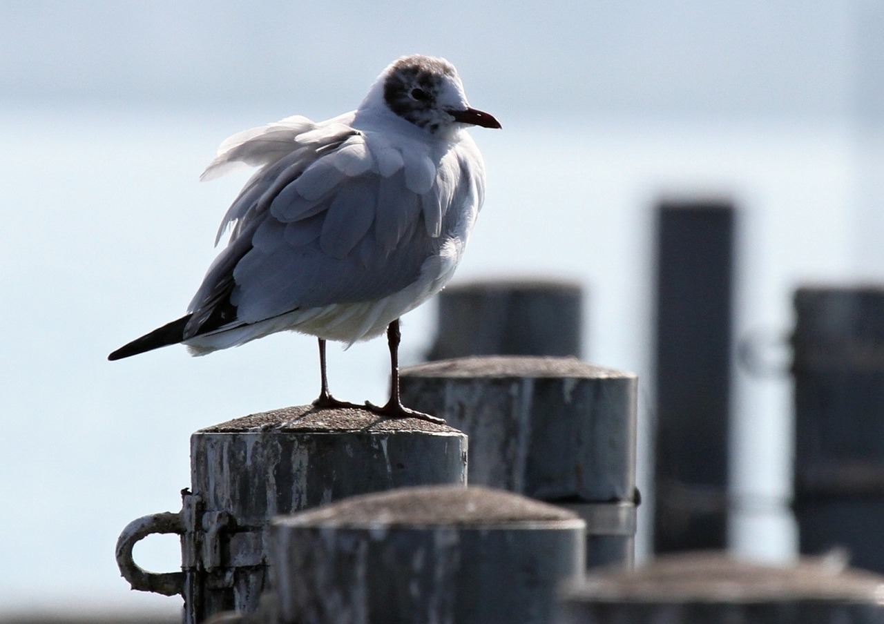 gull bird sitting free photo