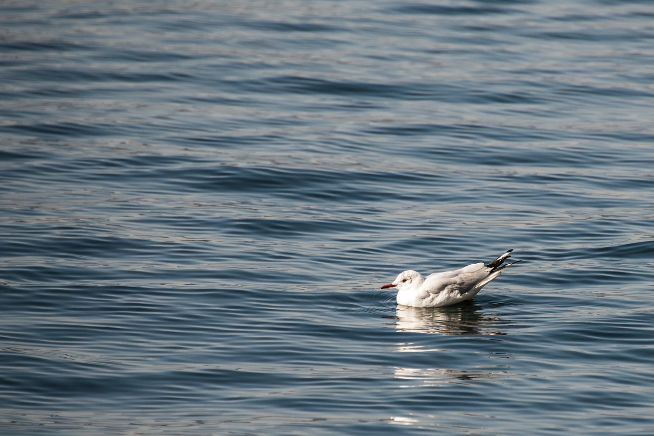 gull bird birds free photo