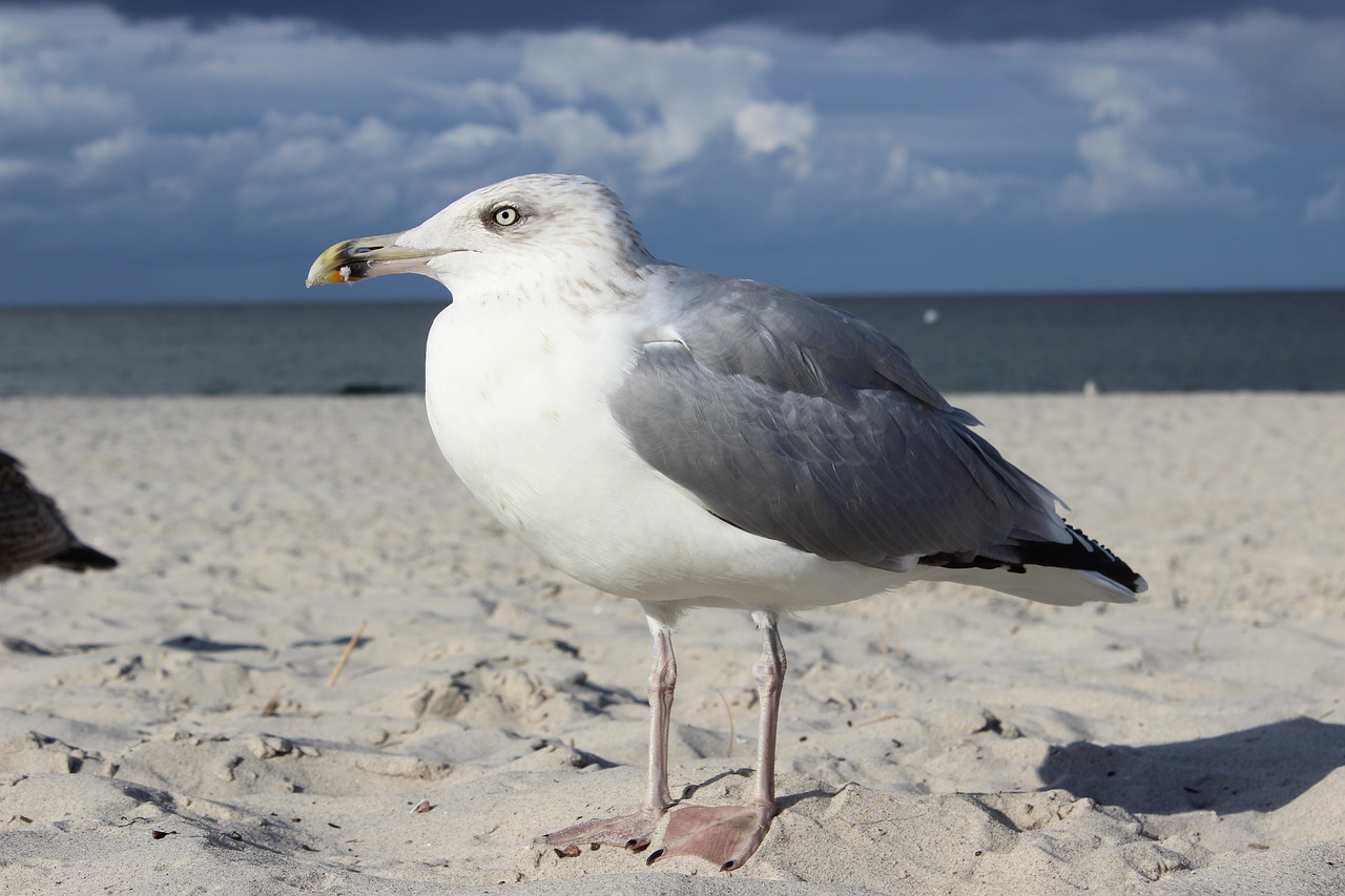 gull seagull bird free photo