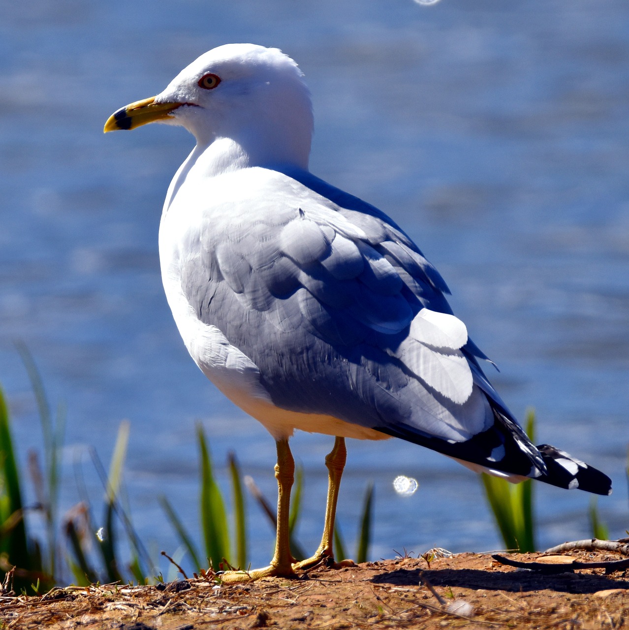 gull bird aquatic gardens free photo