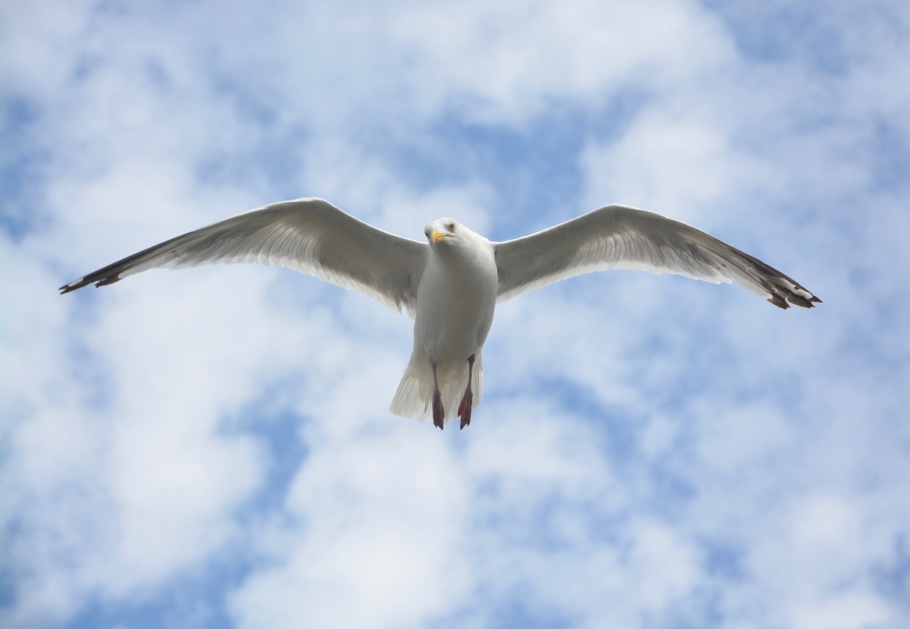 gull seagull in flight free photo