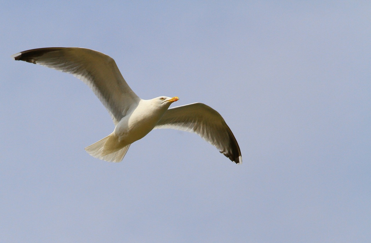 gull bird seabird free photo