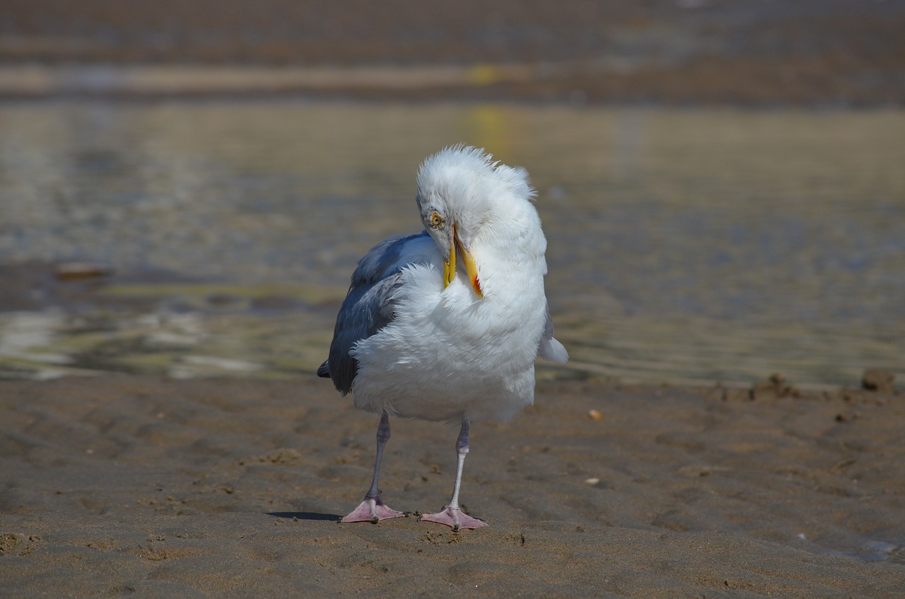 gull bird waters free photo