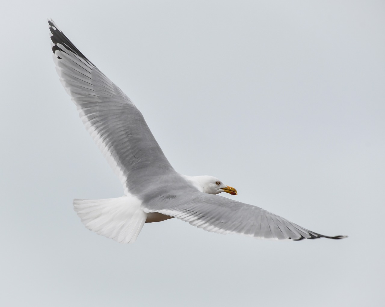 gull bird flight free photo