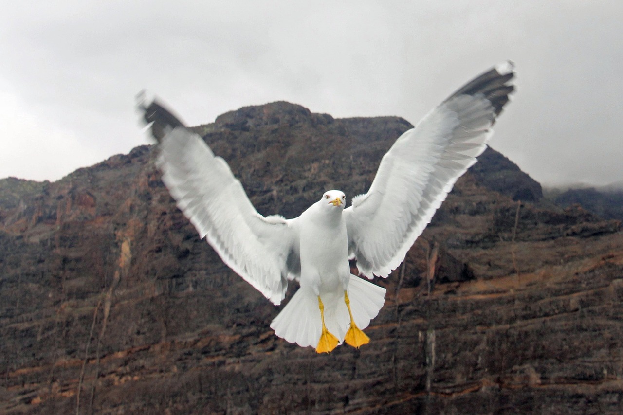 gull wing bird free photo