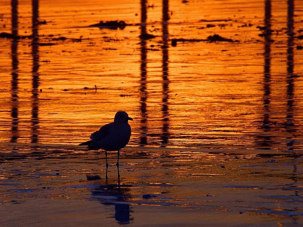 gull sunset coast free photo