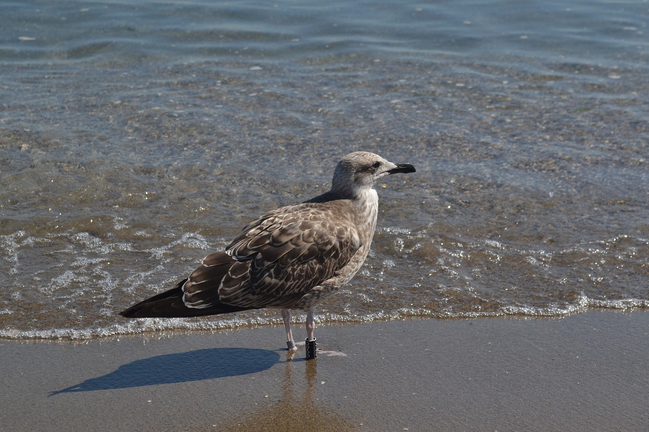 gull seagull bird free photo