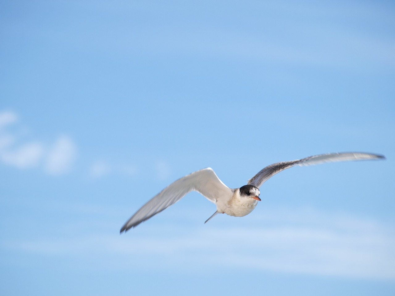 gull iceland bird free photo