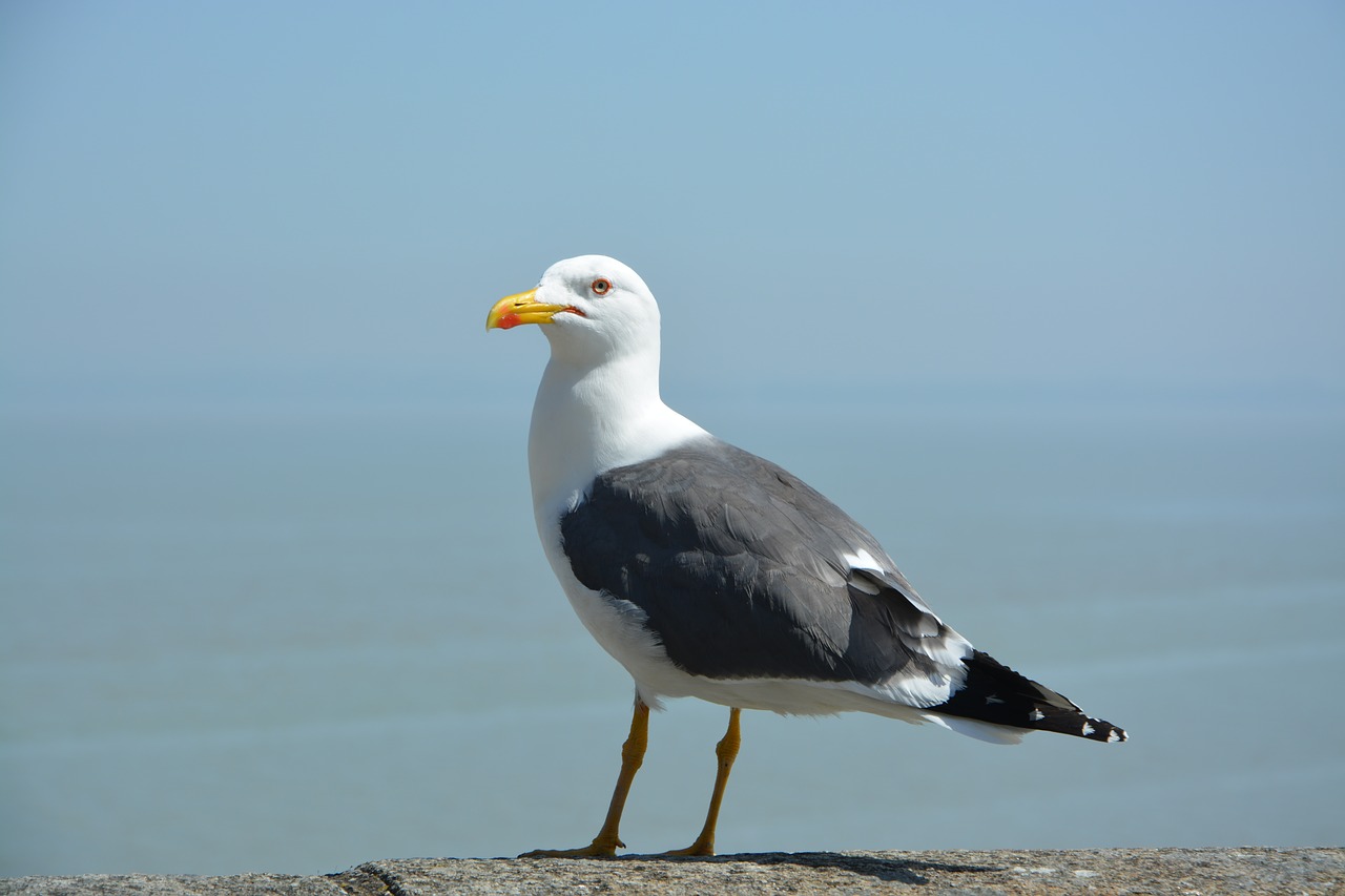 gull  seagulls  seabird free photo