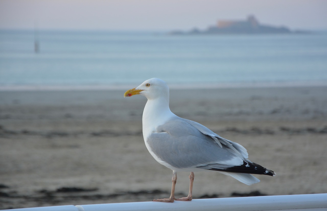 gull  bird  seabird free photo