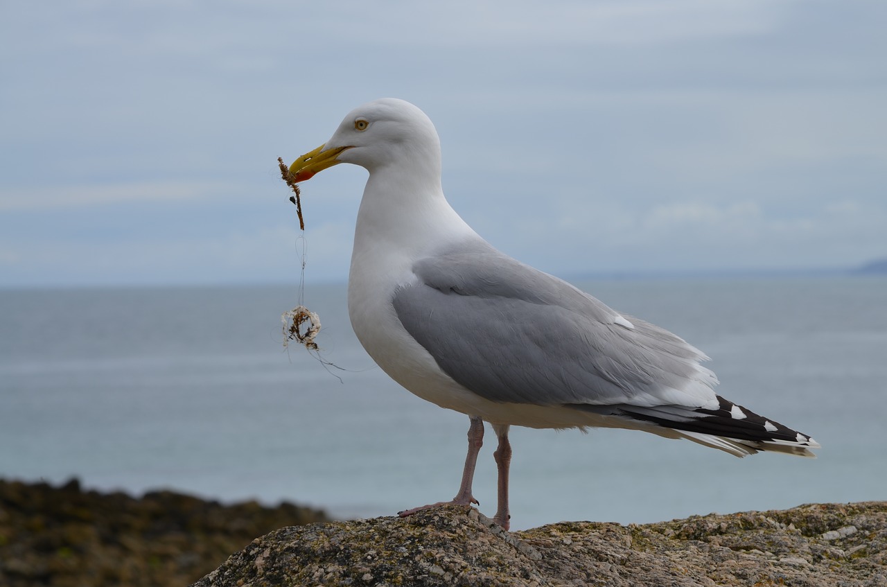 gull  cornwall  sea free photo