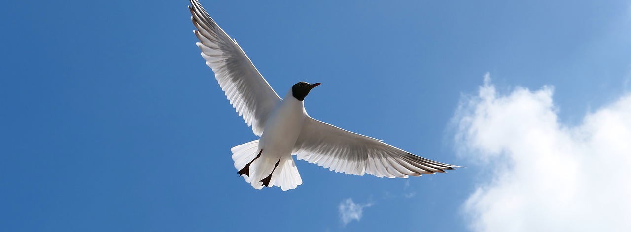 gull  poultry  flying free photo