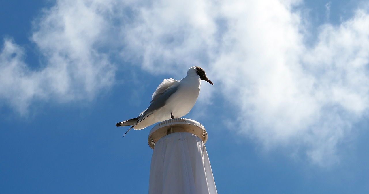 gull  poultry  flying free photo