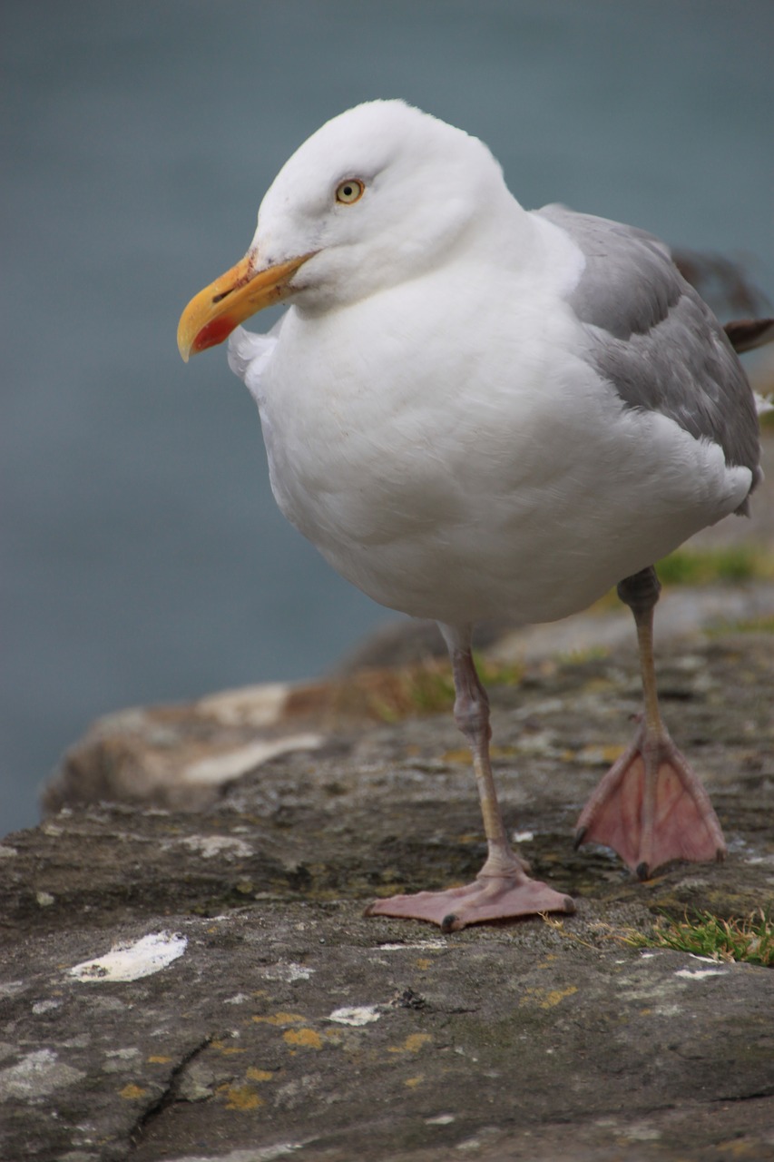 gull  bird  sea free photo