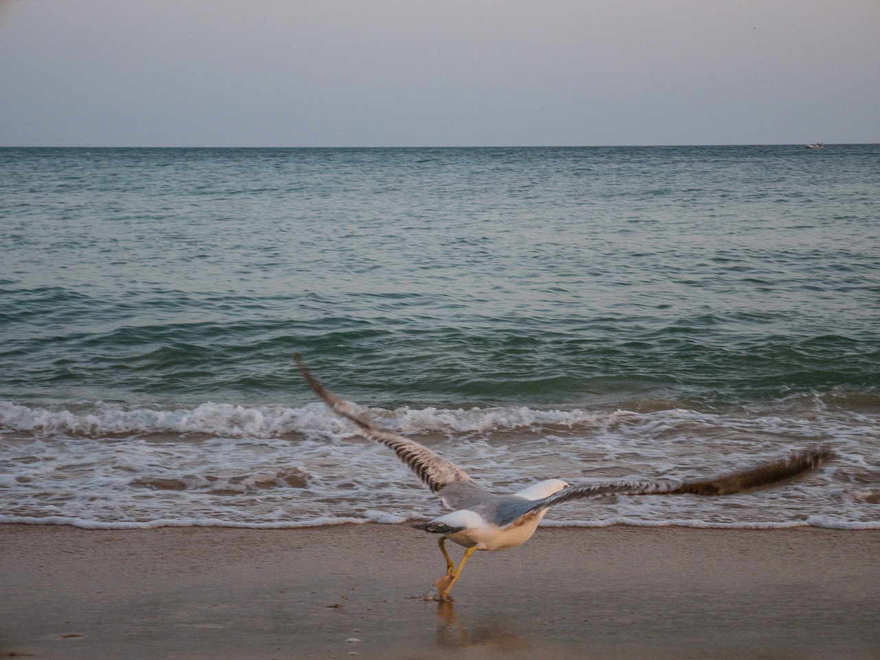 gull  bird  flying free photo