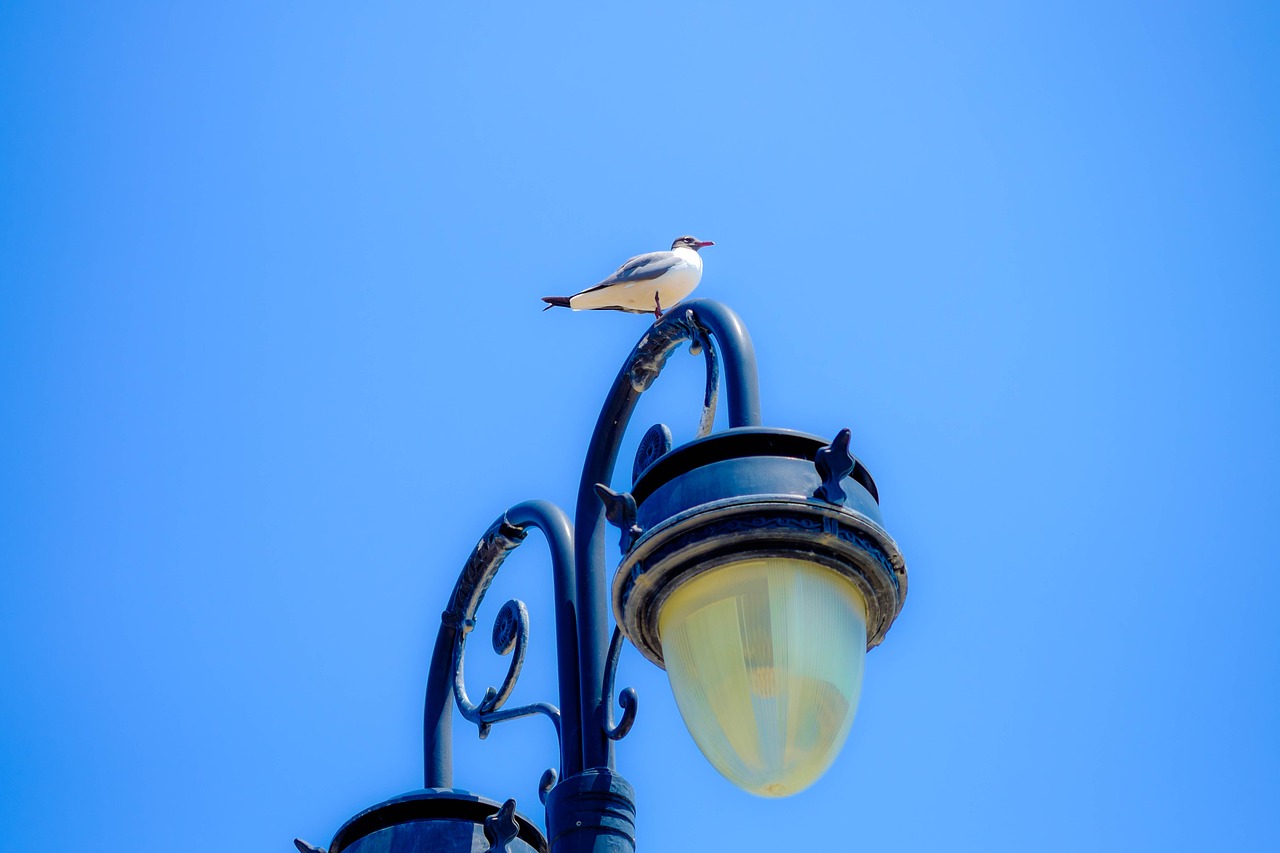 gull  bird  lamppost free photo