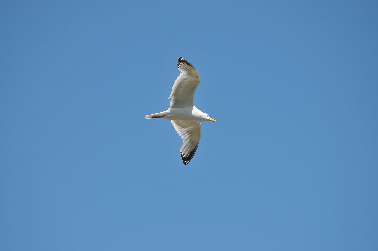 gull  bird  sky free photo