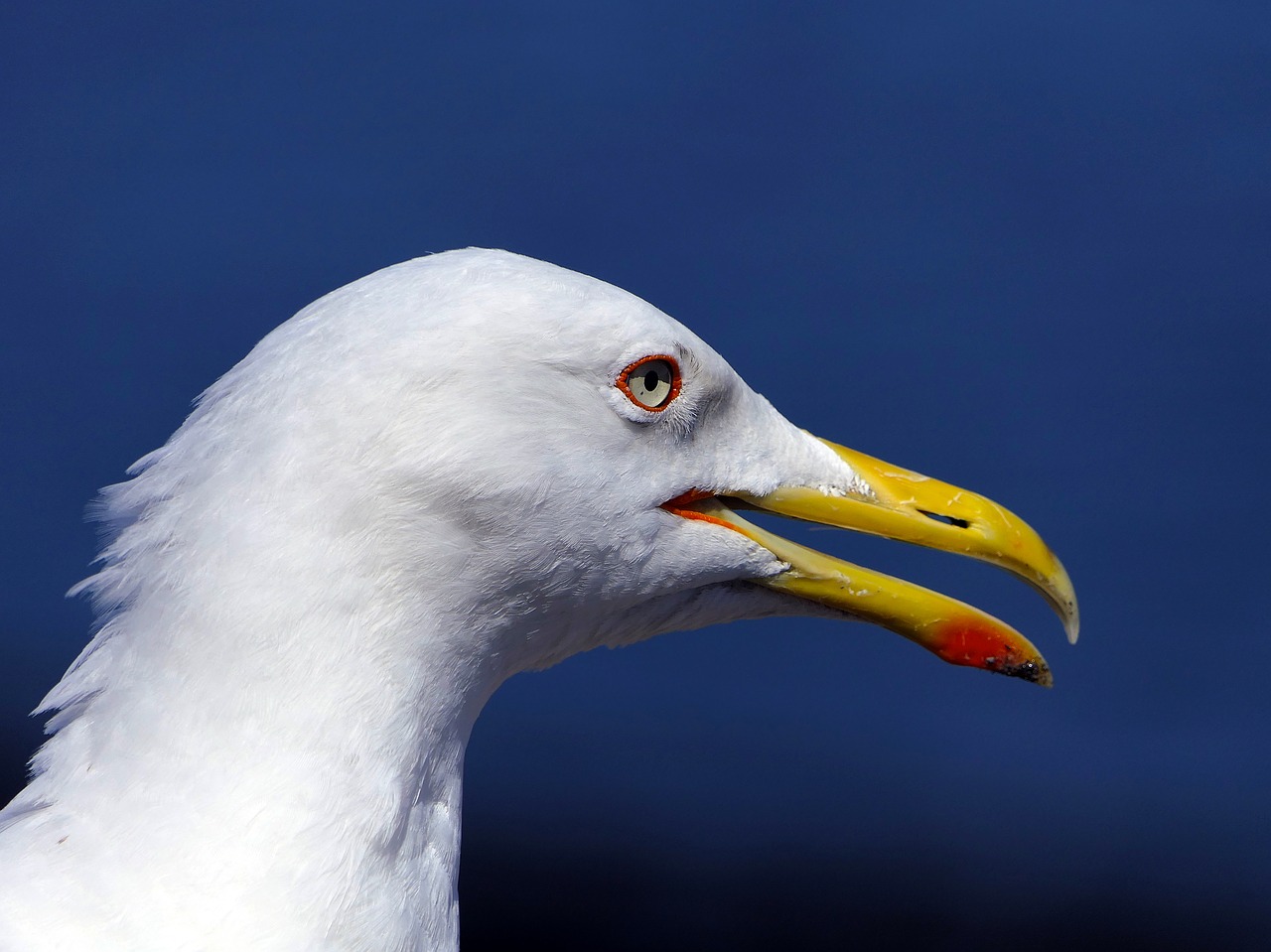 gull  head  portrait free photo