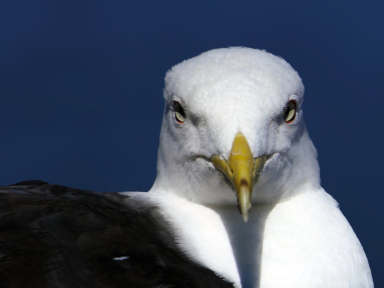 gull  head  face free photo