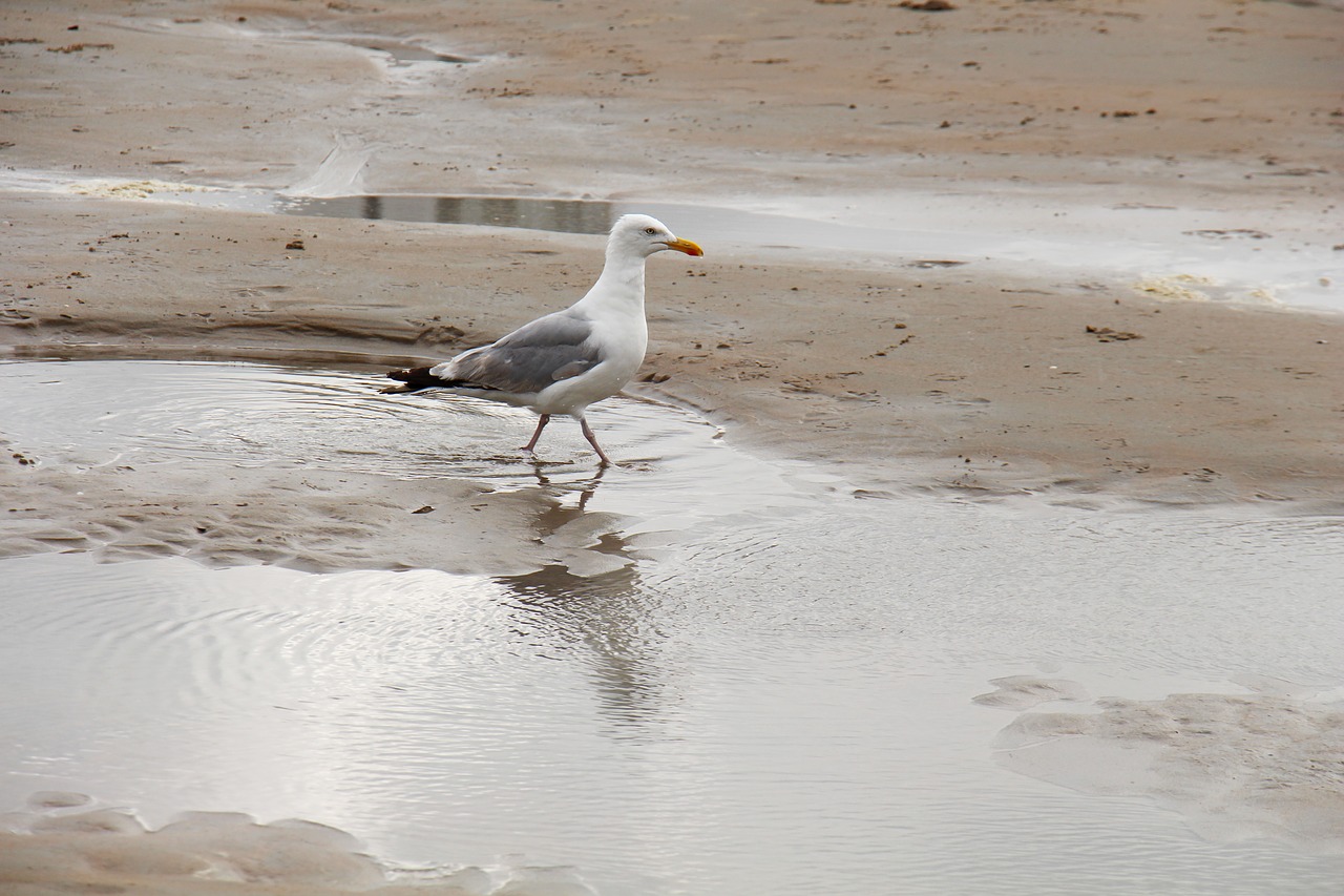 gull  sand  beach free photo