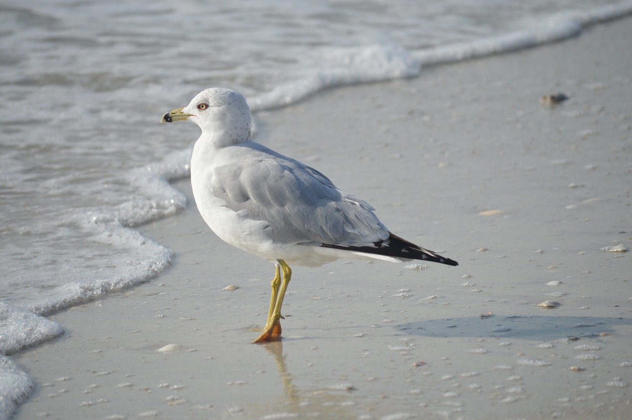 gull  shore  beach free photo