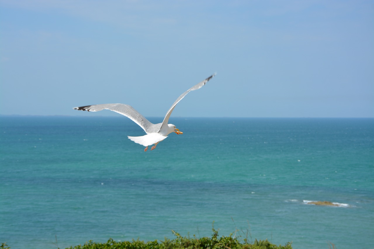 gull  seagull  sea free photo