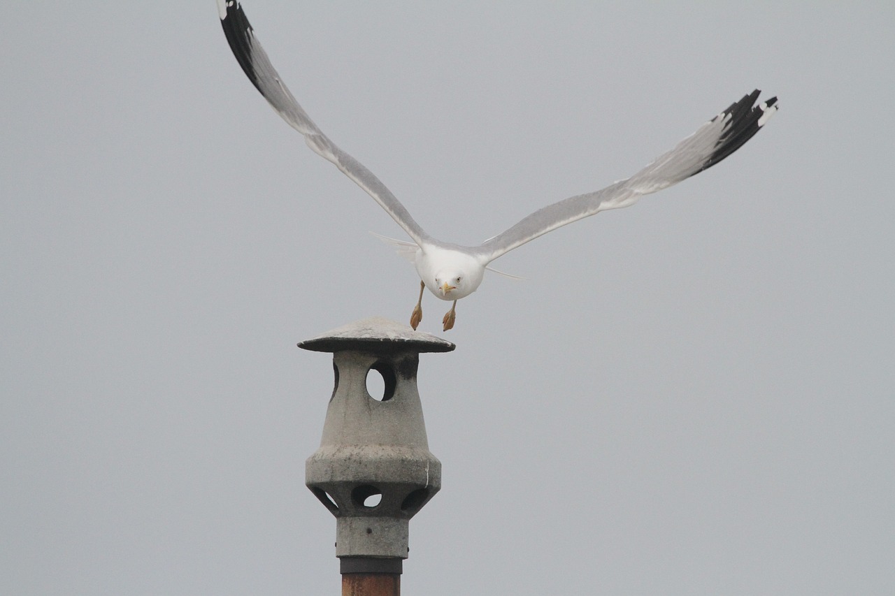 gull  fireplace  sky free photo