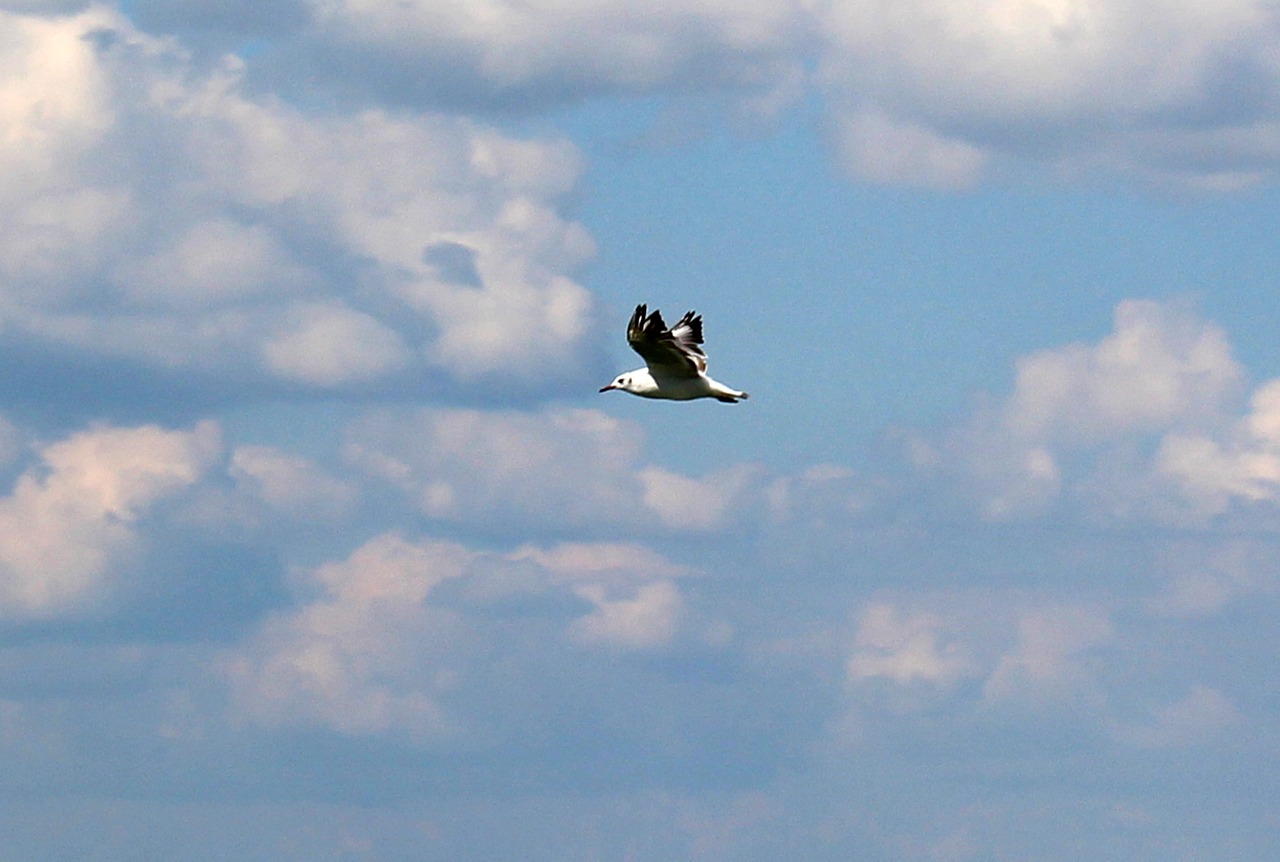 gull flight sky free photo