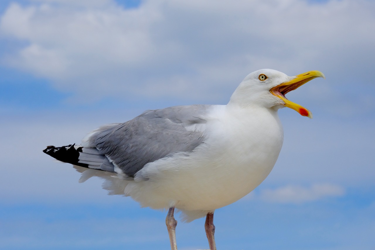 gull  bird  scream free photo