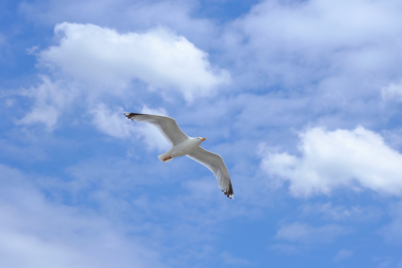 gull  bird  flying free photo