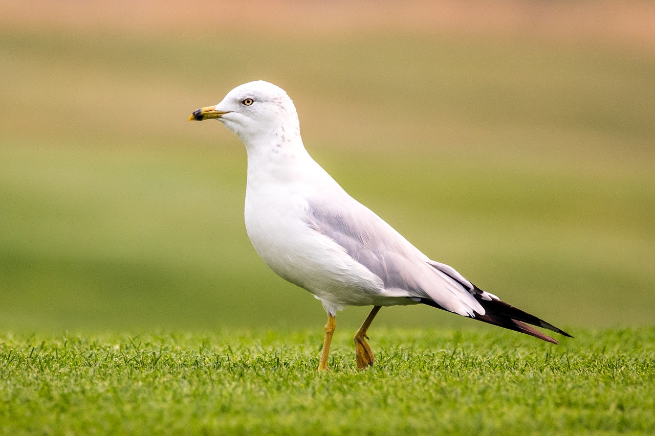 gull  bird  wildlife free photo