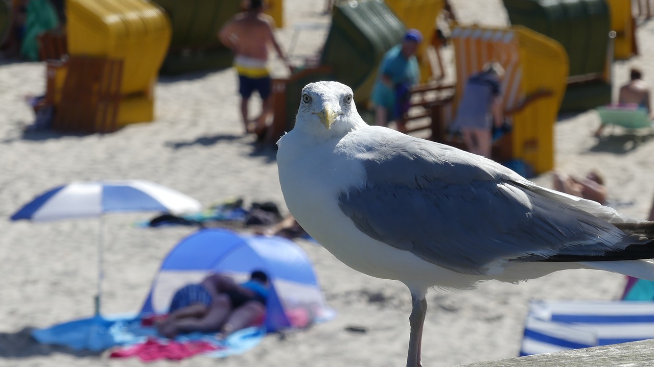 gull  bird  water bird free photo