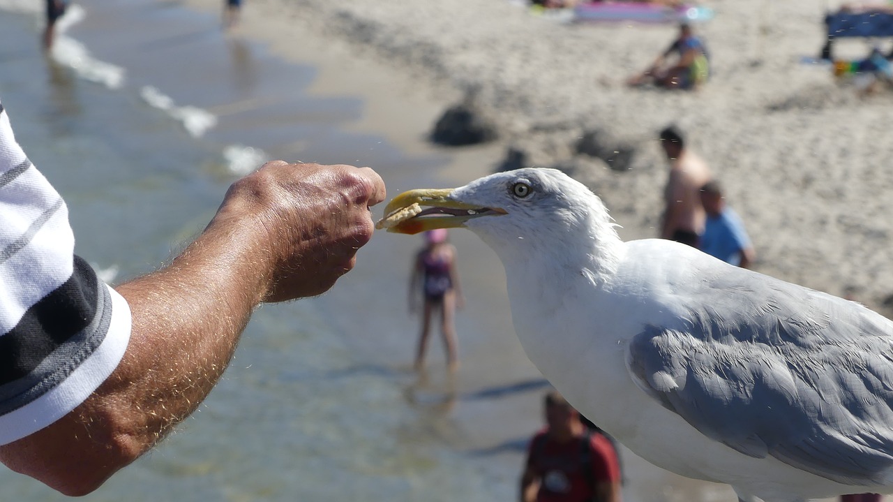 gull  animal  bird free photo