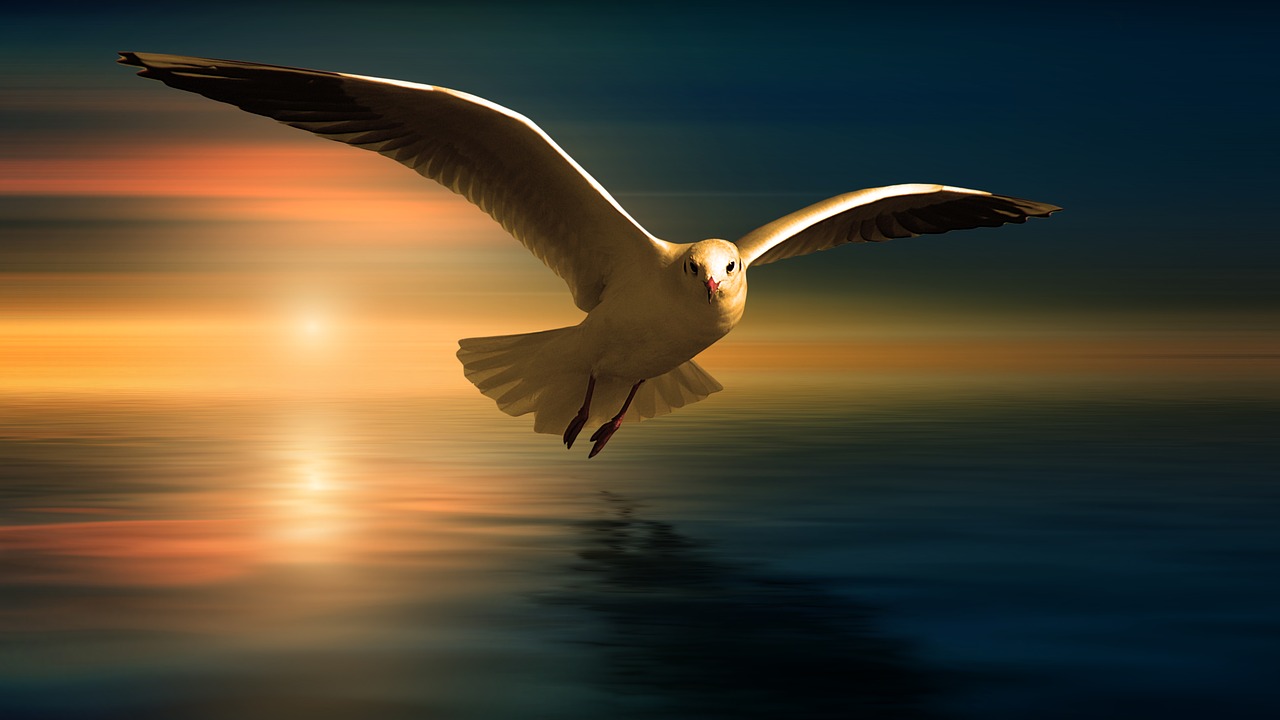 gull  bird  flying free photo