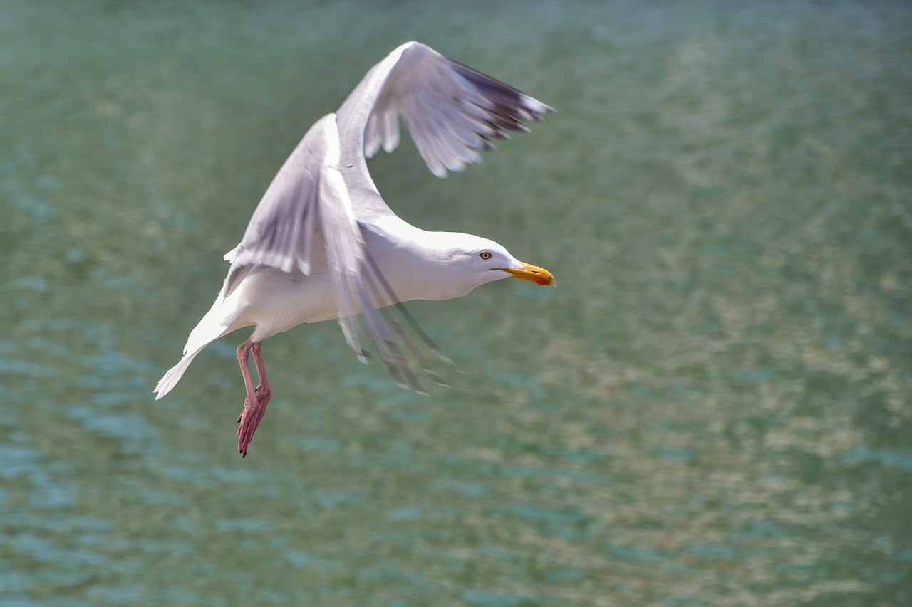 gull  flight  sea free photo