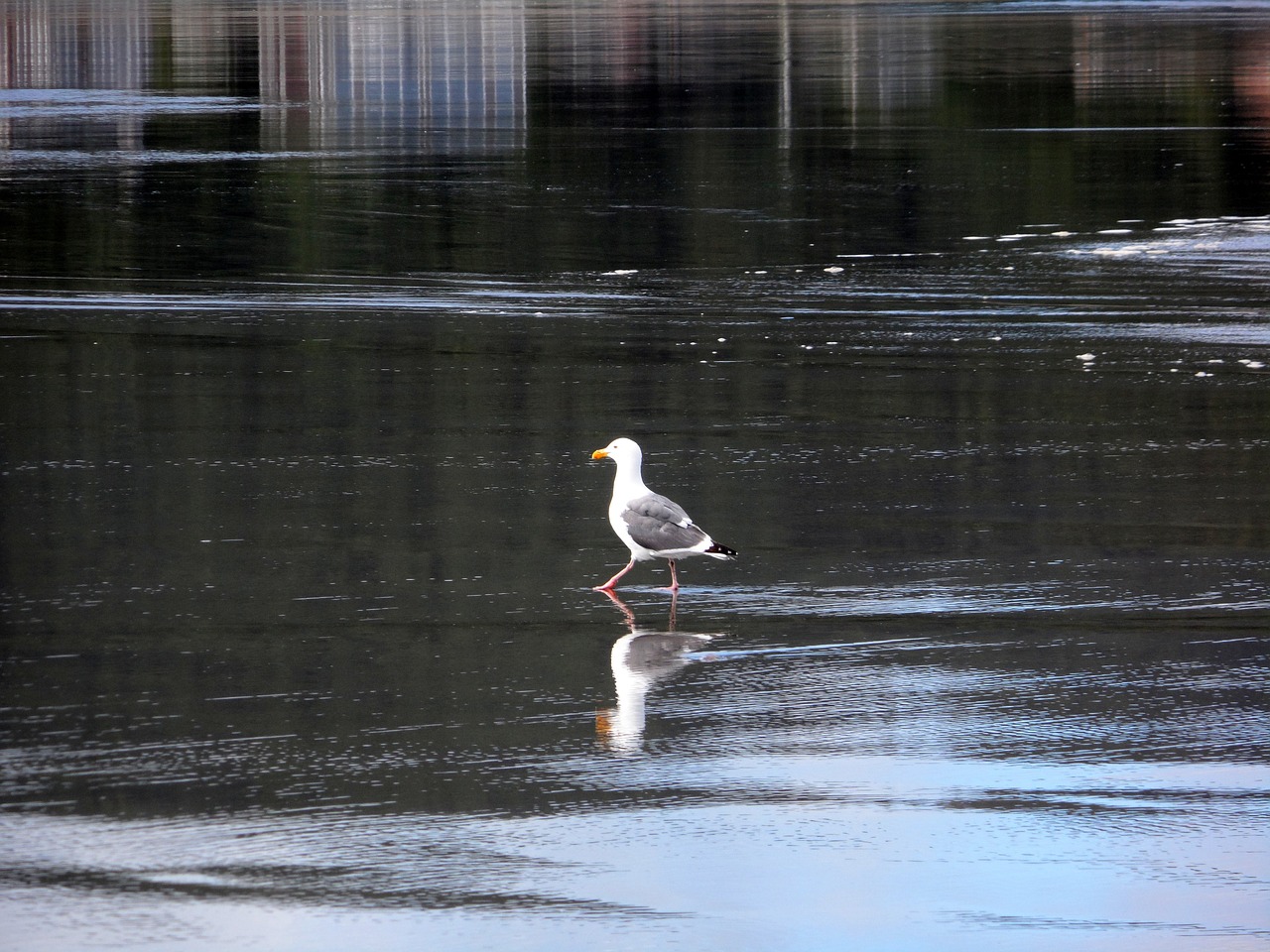 gull walking water free photo
