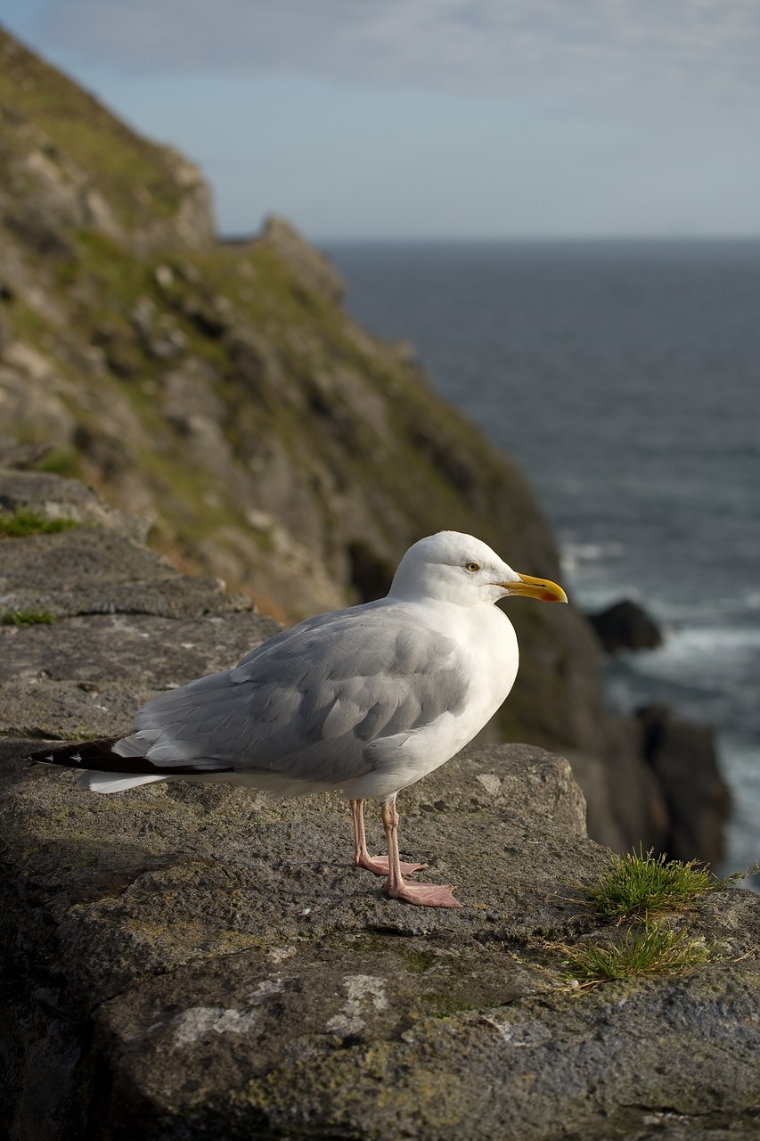 gull  bird  seagull free photo