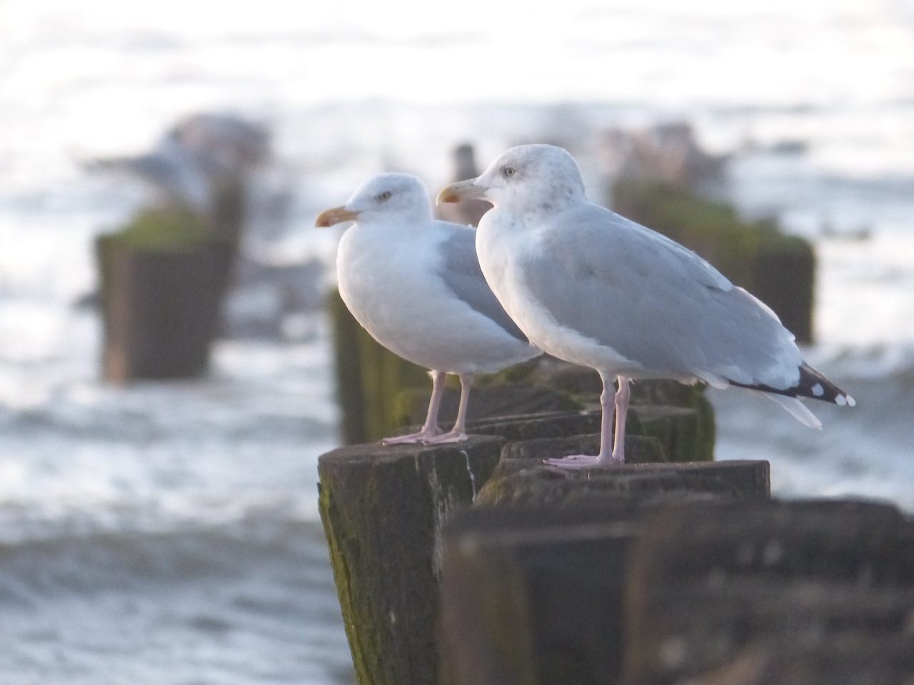 gull  sea  nature free photo