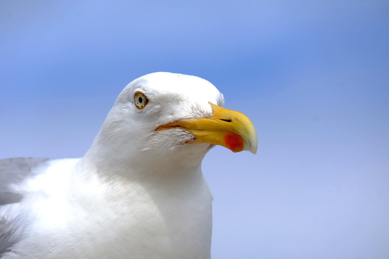 gull  bird  flying free photo