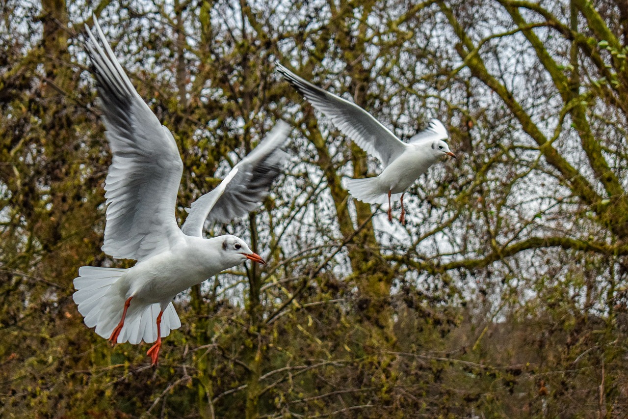 gull  bird  seagull free photo