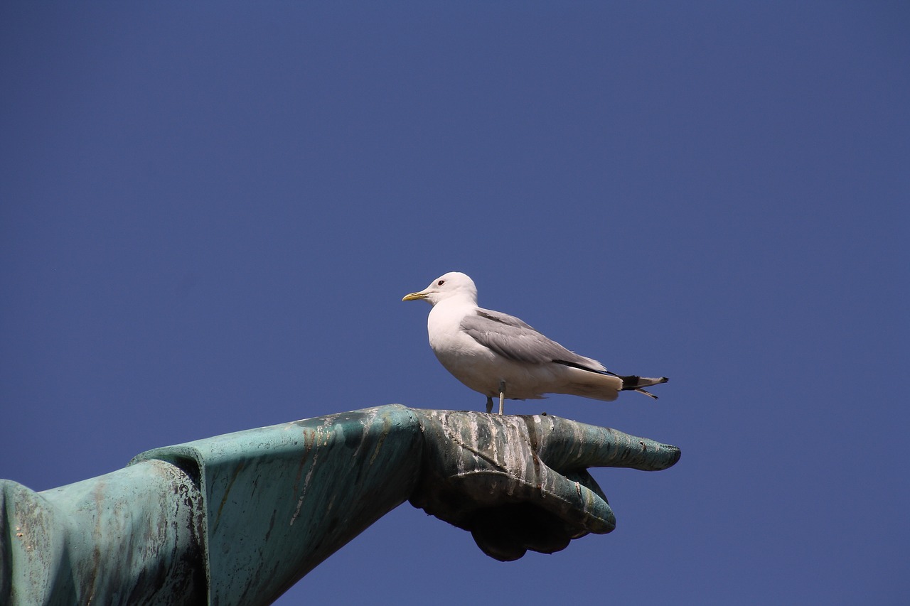 gull  stockholm  summer free photo