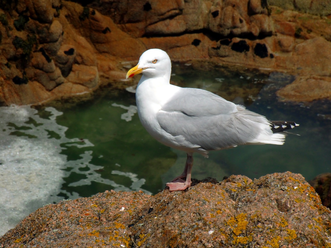 gull  seevogel  gulls free photo