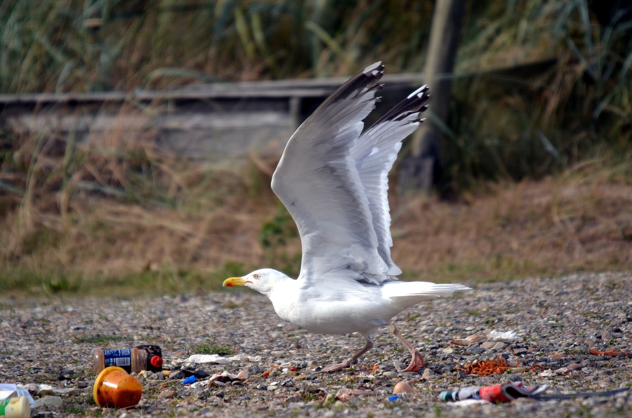 gull  garbage  dirty free photo