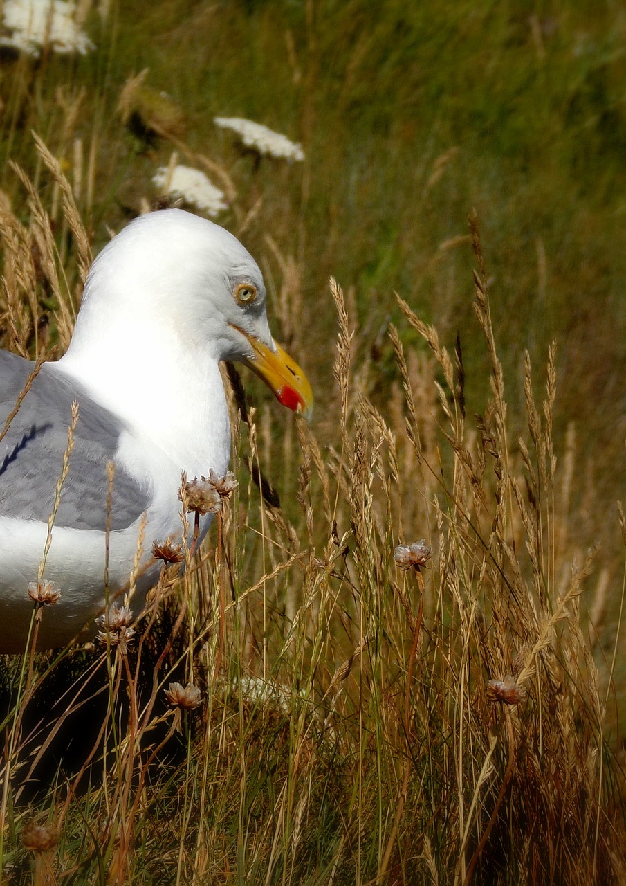 gull  bird  nature free photo