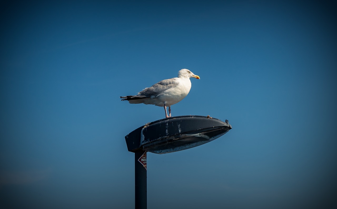 gull  bird  coast free photo