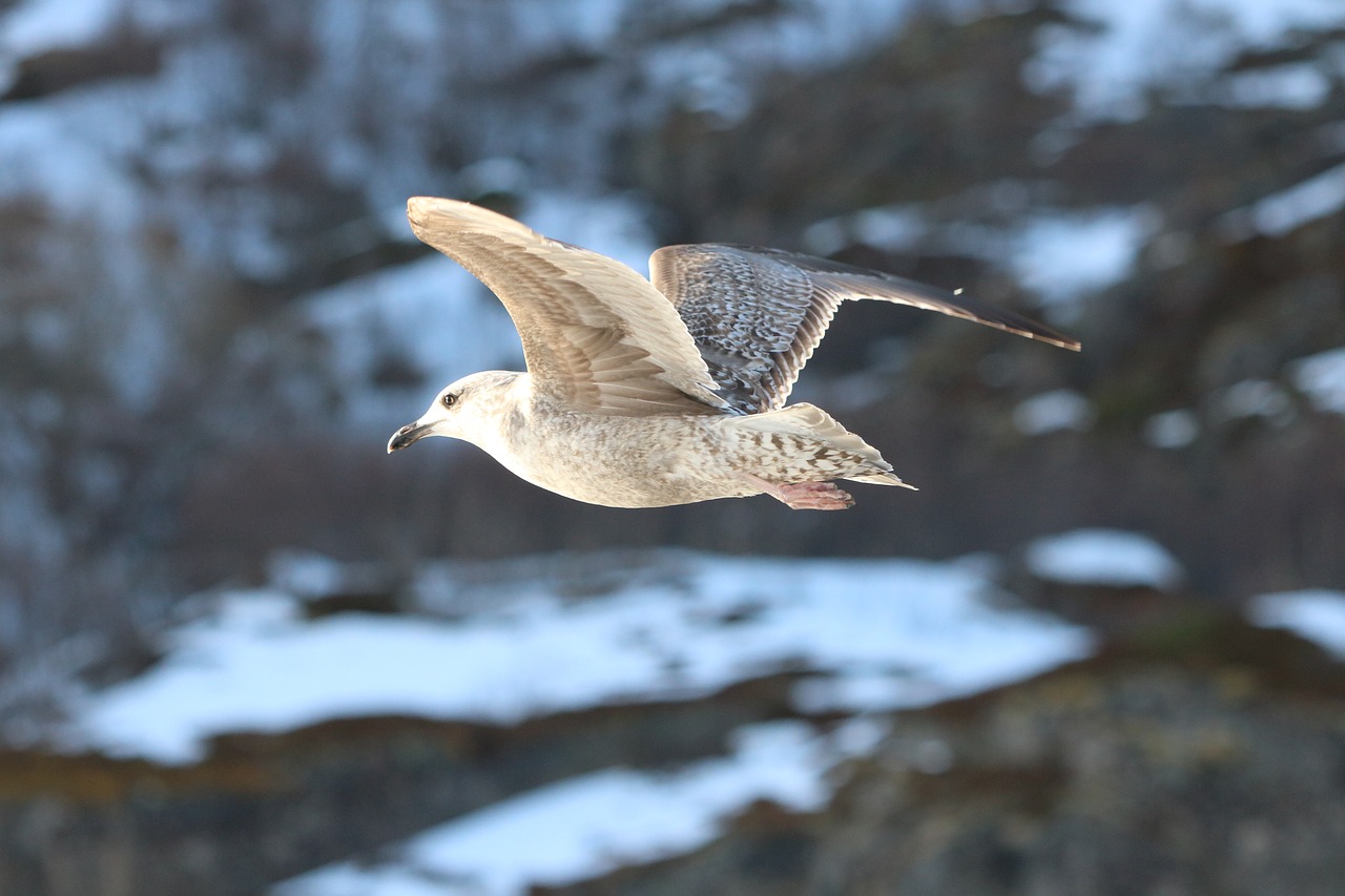 gull  flight  bird free photo