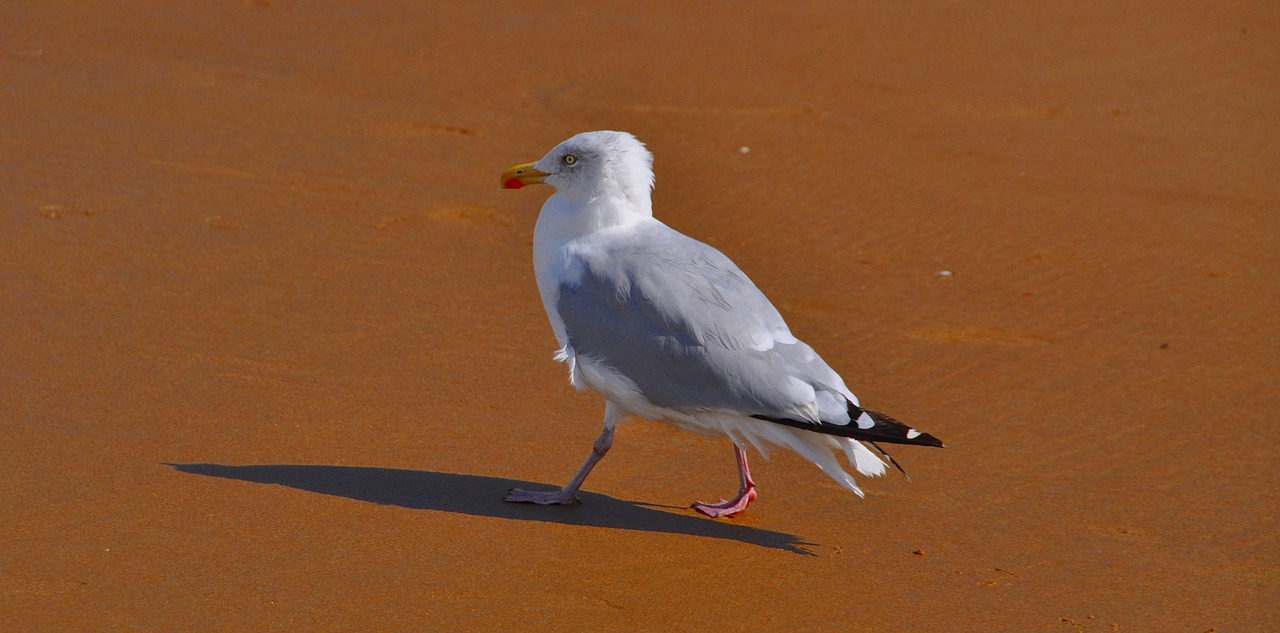 gull bird beach free photo