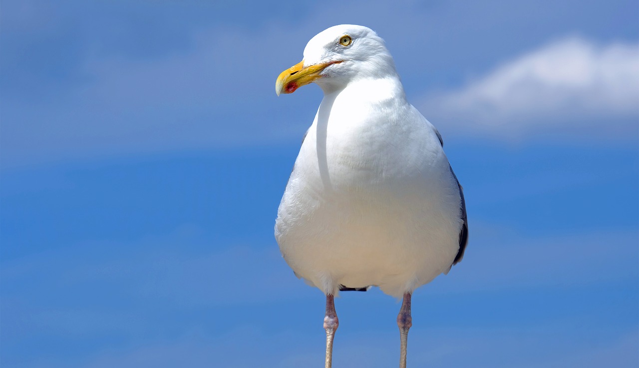 gull  sea  water free photo