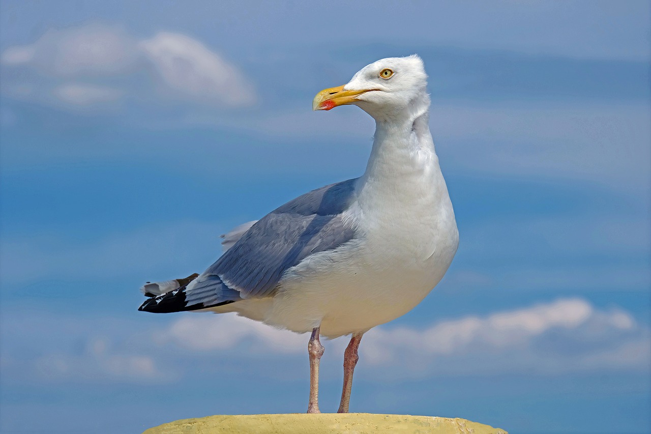 gull  sea  water free photo